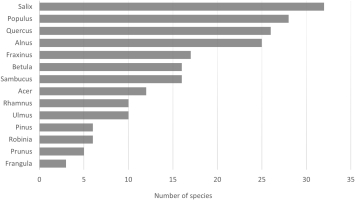 Bar chart showing the number of lichen species occurring on individual phorophytes. Phorophytes are ordered from the taxon with the richest lichen biota to the taxon with the poorest one, as follows: Salix (32 species), Populus (28), Quercus (26), Alnus (25), Fraxinus (17), Betula (16), Sambucus (16), Acer (12), Rhamnus (10), Ulmus (10), Pinus (6), Robinia (6), Prunus (5), Frangula (3).