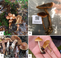 The figure contains fruiting bodies of four selected fungal species from Stołowe Mountains Poland one common species (board A) and three that were recorded for the first time in Poland (boards B-D) that were recorded for the first time in Poland. The figure consists of four separate boards, each containing different species. Board A (upper left) contains a group of Cortinarius bolaris (Pers.) Zaw. fruiting bodies (photo Tereza Ježkov&aacute;) on the ground. Some of the mushrooms share the base of the stipe. The caps and stipes have a fleshy colour. The caps are covered with brown, irregular scales and the stipe with brown fibers. A mature fruiting bodie is overturned, which shows a hymenophore in the colour of coffee with milk and densely arranged gills. Board B (upper right) contains two fruiting bodies of Cortinarius sommerfeltii H&oslash;il. (photo Alma Njeri Agha) on a lid of a plastic box. The caps are dull and dark brown in the middle to light brown on the edges. Stipes are thin and lighter in colour than the middle of the cap, they have dark remnants of cortinas. The gills are not visible. Board C (bottom left) contains four fruiting bodies of Cortinarius semiodoratus Rob.Henry (photo Jacob Heilmann-Clausen) on the ground. Two of them are overturned to show loosely arranged gills. The gills are the same colour as the cap - coffee with milk. The cap is dull but shiny, of a lighter colour on the edges. The stipes are thick and three-coloured. They are light brown near the hymenophore and get darker to the middle, white at the base. One of the mushrooms was cut in half, which has shown that the insides of its stem were eaten by invertebrates. Board D (bottom right) contains two fruiting bodies of Inocybe occulta Esteve-Rav. (photo Tereza Ježkov&aacute;) on a collector&rsquo;s hand. The mushroom on the left is younger, has a light brown nearly orange, fibrous cap and creamy white, thin and fragile stem with no visible ornamentation. The fruiting body on the right is older. The cap is the same colour but concentrically cracked. The fibres on the cap are darker in colour and start to melt. The stem is of the colour of the cap. The gills are not visible.
