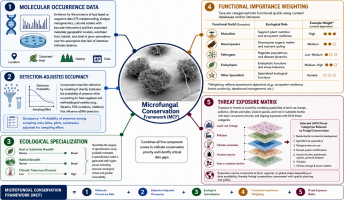 The figure is a conceptual diagram of the Microfungal Conservation Framework (MCF). At its centre is a circle containing a scanning electron micrograph of a cluster of fungal structures and the label “Microfungal Conservation Framework (MCF)”. Five numbered panels surround the circle and feed into it; the circle combines all five component scores to indicate conservation priority and identify critical data gaps. Panel 1, molecular occurrence data, shows DNA and sequence icons and the metadata recorded with each record: location, substrate or host, habitat, and date. Panel 2, detection-adjusted occupancy, explains that occupancy is the probability of presence among sampling units, adjusted for imperfect detection and sampling effort. Panel 3, ecological specialization, shows three scales, host or substrate breadth (narrow to broad), habitat breadth (narrow to broad), and climatic tolerance proxies (low to high); narrower niches indicate greater vulnerability. Panel 4, functional importance weighting, is a small table of functional guilds with example weights: mutualists high, decomposers medium, pathogens low to medium, endophytes medium to high, and other specialists variable. Panel 5, threat exposure matrix, shows layered maps of land-use change, pollution, climate anomalies, invasive species, and host or substrate decline, next to a list of seven selected IUCN threat categories relevant to fungal conservation. A bar along the bottom expresses the MCF as the five numbered components joined by plus signs.