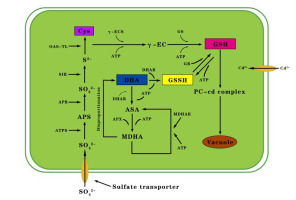 https://www.journalssystem.com/asbp/f/fulltexts/159513/Figure_8_min.jpg