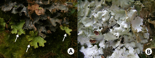 https://www.journalssystem.com/asbp/f/fulltexts/159521/Figure_1_min.jpg