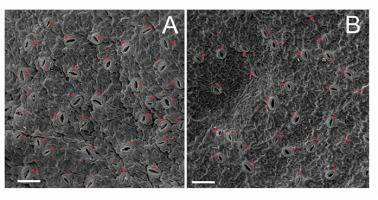 https://www.journalssystem.com/asbp/f/fulltexts/159543/Figure_1_min.jpg