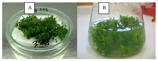 https://www.journalssystem.com/asbp/f/fulltexts/159551/Figure_11_min.jpg