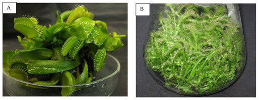 https://www.journalssystem.com/asbp/f/fulltexts/159551/Figure_13_min.jpg