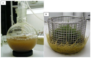 https://www.journalssystem.com/asbp/f/fulltexts/159551/Figure_14_min.jpg