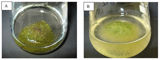 https://www.journalssystem.com/asbp/f/fulltexts/159551/Figure_17_min.jpg