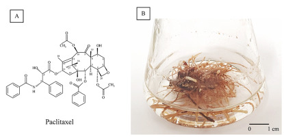 https://www.journalssystem.com/asbp/f/fulltexts/159551/Figure_1_min.jpg