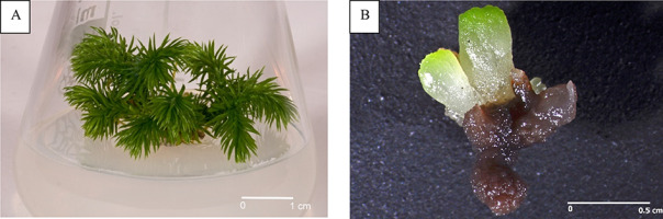 https://www.journalssystem.com/asbp/f/fulltexts/159551/Figure_2_min.jpg