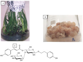 https://www.journalssystem.com/asbp/f/fulltexts/159551/Figure_4_min.jpg