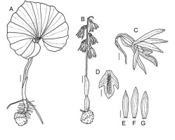 https://www.journalssystem.com/asbp/f/fulltexts/159553/Figure_3_min.jpg