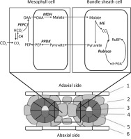 https://www.journalssystem.com/asbp/f/fulltexts/159556/Figure_1_min.jpg