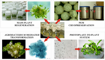 https://www.journalssystem.com/asbp/f/fulltexts/159559/Figure_1_min.jpg