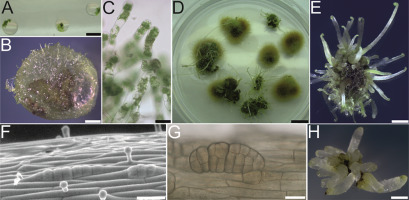 https://www.journalssystem.com/asbp/f/fulltexts/159559/Figure_2_min.jpg