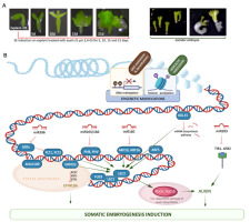 https://www.journalssystem.com/asbp/f/fulltexts/159559/Figure_4_min.jpg