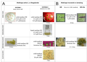 https://www.journalssystem.com/asbp/f/fulltexts/159559/Figure_5_min.jpg