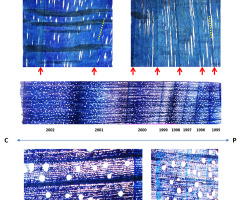 https://www.journalssystem.com/asbp/f/fulltexts/159560/Figure_10_min.jpg