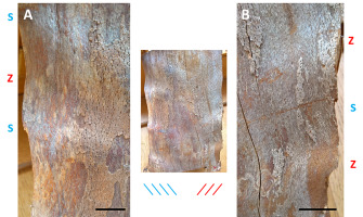 https://www.journalssystem.com/asbp/f/fulltexts/159560/Figure_7_min.jpg