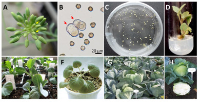 https://www.journalssystem.com/asbp/f/fulltexts/159562/Figure_10_min.jpg