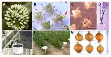 https://www.journalssystem.com/asbp/f/fulltexts/159562/Figure_11_min.jpg