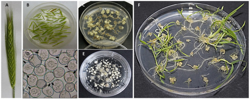 https://www.journalssystem.com/asbp/f/fulltexts/159562/Figure_1_min.jpg