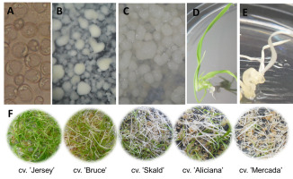 https://www.journalssystem.com/asbp/f/fulltexts/159562/Figure_3_min.jpg