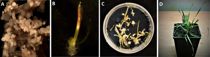 https://www.journalssystem.com/asbp/f/fulltexts/159562/Figure_5_min.jpg