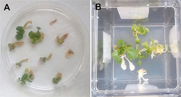 https://www.journalssystem.com/asbp/f/fulltexts/159562/Figure_7_min.jpg