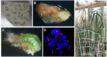 https://www.journalssystem.com/asbp/f/fulltexts/159562/Figure_8_min.jpg