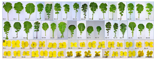 https://www.journalssystem.com/asbp/f/fulltexts/159563/Figure_2_min.jpg