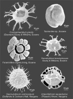 https://www.journalssystem.com/asbp/f/fulltexts/159564/Figure_5_min.jpg