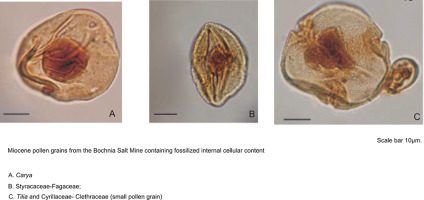 https://www.journalssystem.com/asbp/f/fulltexts/159564/Figure_6_min.jpg