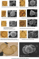 https://www.journalssystem.com/asbp/f/fulltexts/159564/Figure_9_min.jpg