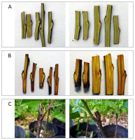 https://www.journalssystem.com/asbp/f/fulltexts/159566/Figure_2_min.jpg