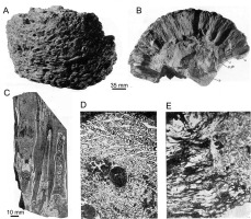 https://www.journalssystem.com/asbp/f/fulltexts/159567/Figure_1_min.jpg