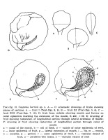 https://www.journalssystem.com/asbp/f/fulltexts/159567/Figure_2_min.jpg
