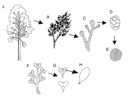 https://www.journalssystem.com/asbp/f/fulltexts/159567/Figure_4_min.jpg