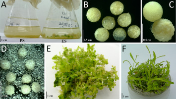 https://www.journalssystem.com/asbp/f/fulltexts/159568/Figure_1_min.jpg