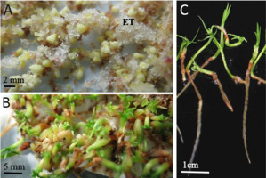 https://www.journalssystem.com/asbp/f/fulltexts/159568/Figure_2_min.jpg