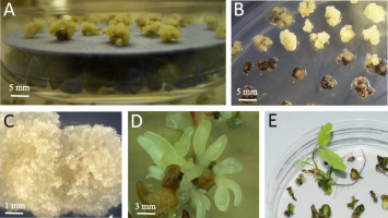 https://www.journalssystem.com/asbp/f/fulltexts/159568/Figure_3_min.jpg