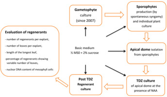 https://www.journalssystem.com/asbp/f/fulltexts/159570/Figure_1_min.jpg