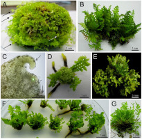 https://www.journalssystem.com/asbp/f/fulltexts/159570/Figure_2_min.jpg