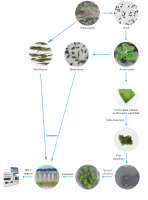 https://www.journalssystem.com/asbp/f/fulltexts/165894/Figure_1_min.jpg