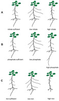 https://www.journalssystem.com/asbp/f/fulltexts/168700/Figure_1_min.jpg