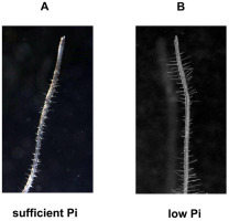 https://www.journalssystem.com/asbp/f/fulltexts/168700/Figure_2_min.jpg