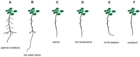 https://www.journalssystem.com/asbp/f/fulltexts/168700/Figure_3_min.jpg