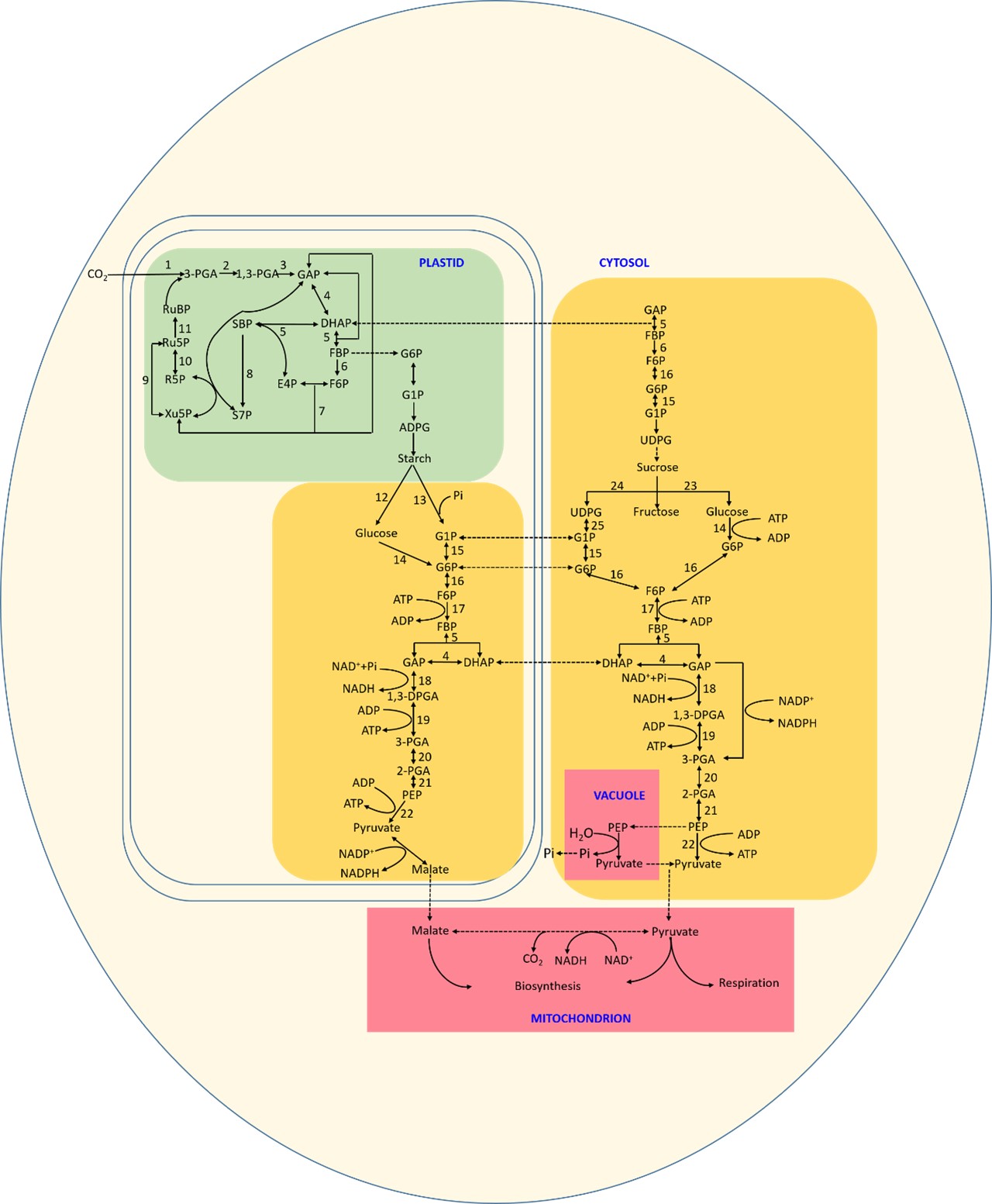 Main components of the TCA cycle in Deinococcus radiodurans