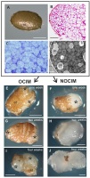 https://www.journalssystem.com/asbp/f/fulltexts/176092/Figure_2_min.jpg