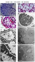 https://www.journalssystem.com/asbp/f/fulltexts/176092/Figure_3_min.jpg