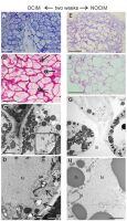 https://www.journalssystem.com/asbp/f/fulltexts/176092/Figure_4_min.jpg