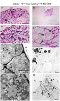 https://www.journalssystem.com/asbp/f/fulltexts/176092/Figure_5_min.jpg